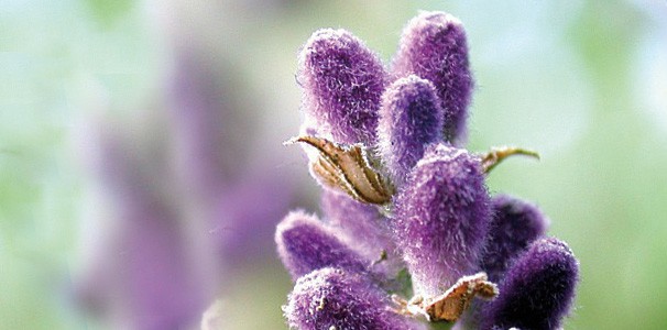 Wasserbettduft Lavendel auf ätherischer Basis
