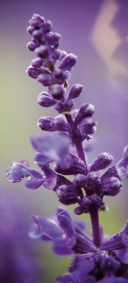 Lavendel