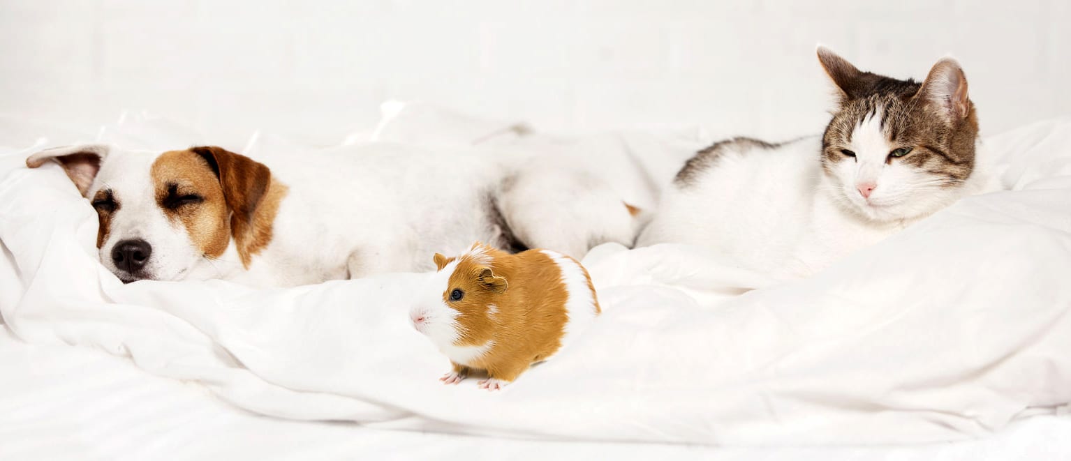 Wasserbett Mit Katze Oder Hund Kein Problem